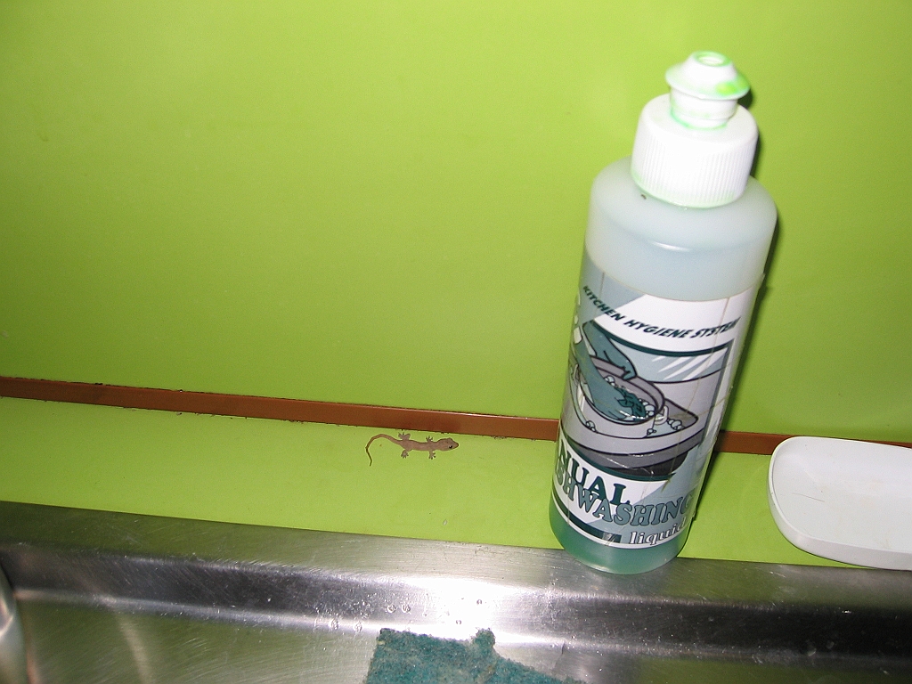 071 Bébé gecko.jpg